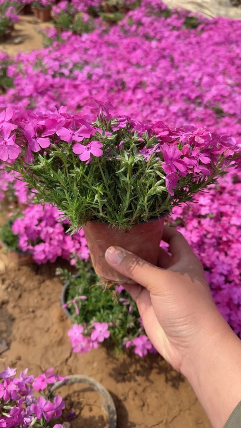 福禄考又名芝樱，多年生宿根花卉，可过冬，货量大，