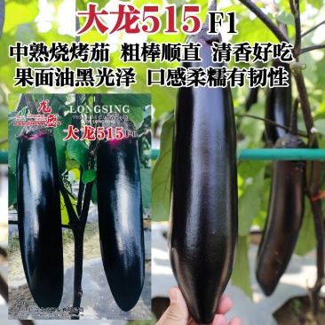 龙盛烧烤茄种子四川大龙515粗棒型茄子种子软糯清香好吃