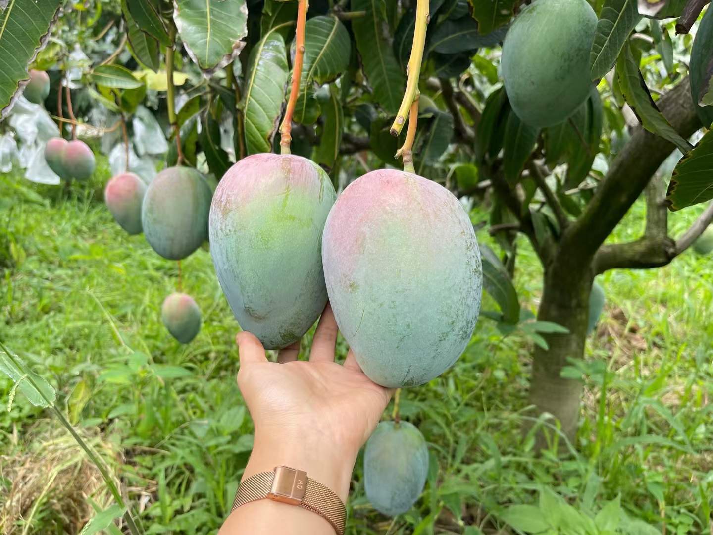 凯特芒果实特写