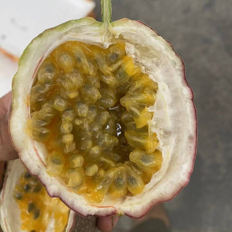 金都三号新鲜水蜜桃百香果大量现货一手货源厂地直发