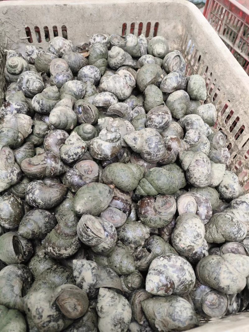 大中小鲜活新田螺，湖南直发全国，水产市场，餐饮店，烧烤店