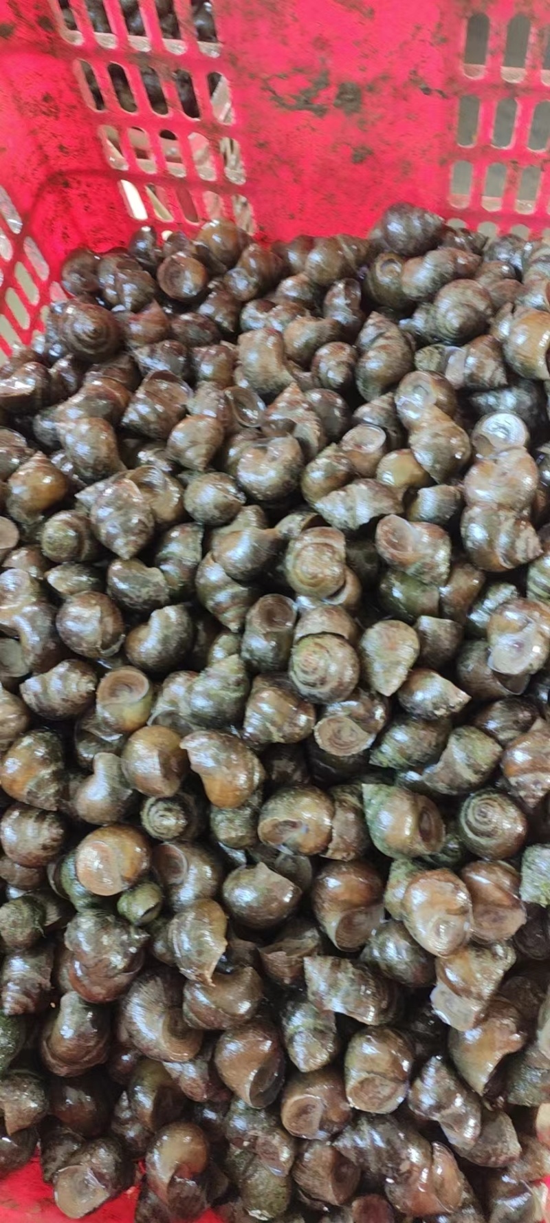 大中小鲜活新田螺，湖南直发全国，水产市场，餐饮店，烧烤店