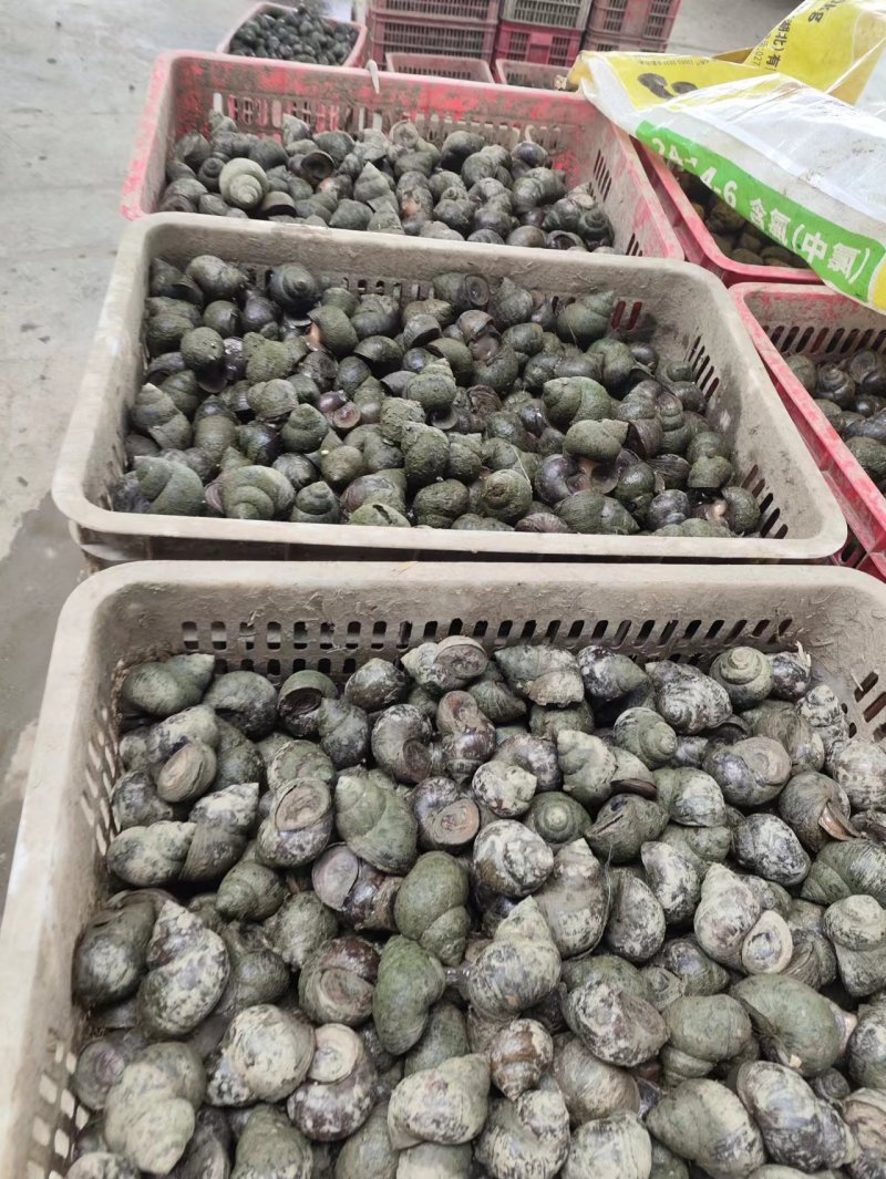 大中小鲜活新田螺，湖南直发全国，水产市场，餐饮店，烧烤店