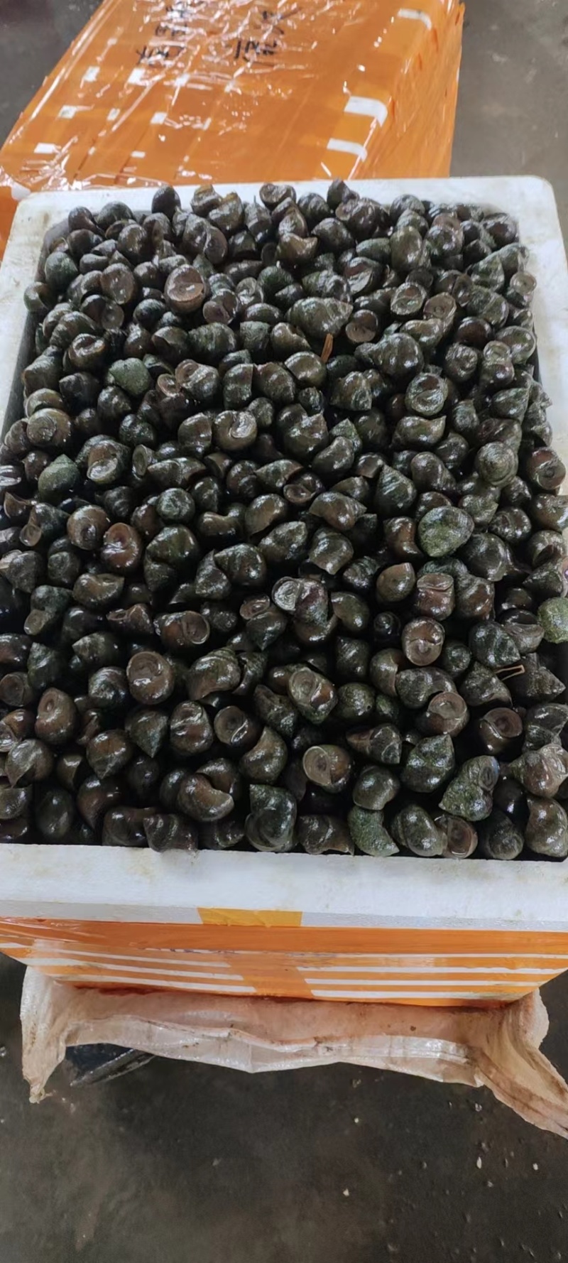 大中小鲜活新田螺，湖南直发全国，水产市场，餐饮店，烧烤店