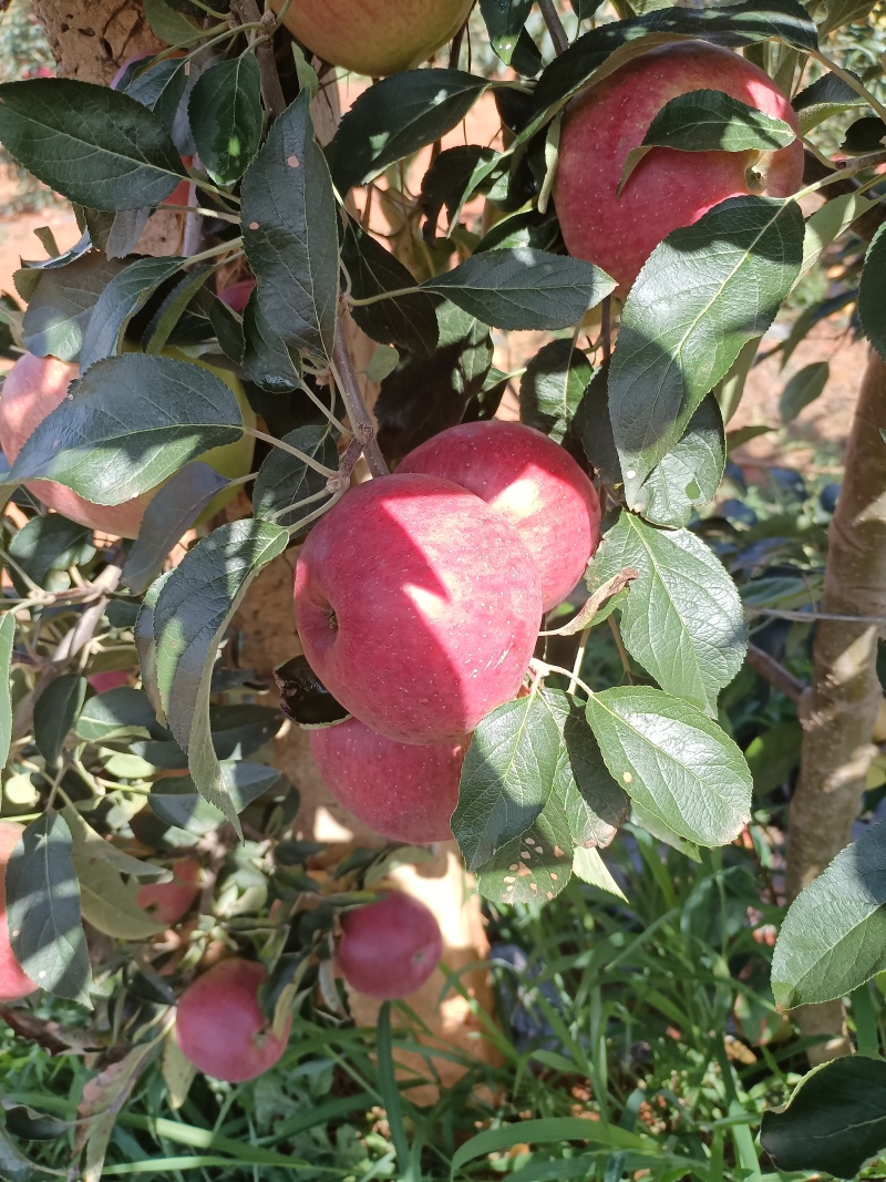 云南高原早熟苹果红露、华硕全新上市