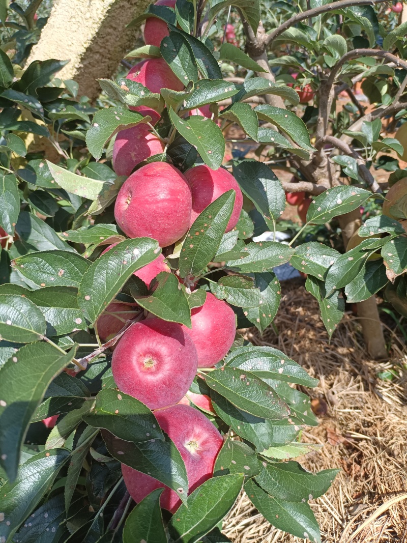 云南高原早熟苹果红露、华硕全新上市