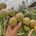 新疆牛奶蜜枣现采现发空运落地配每天现发只做精品好