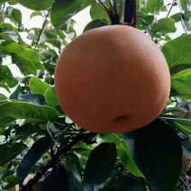 元黄梨大量上市了