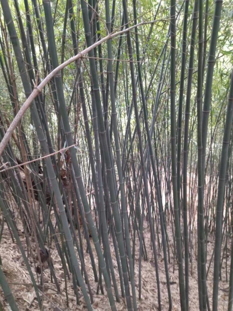 小竹子，长4米*尾径1.5-2.0及各种尺寸欢迎洽来电谈合作