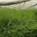 芦笋种子航育958丰产粗壮抗病顺直耐高温
