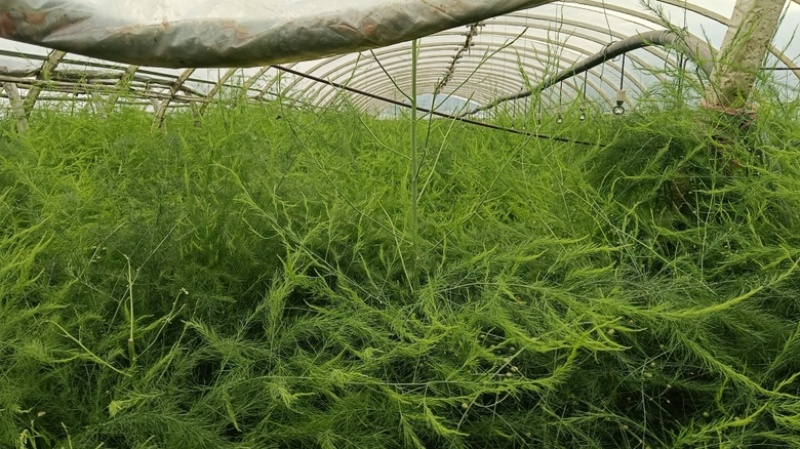 芦笋种子航育958丰产粗壮抗病顺直耐高温