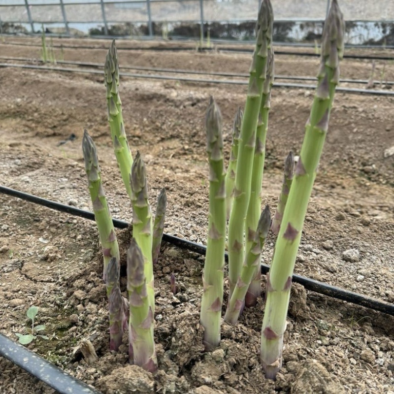芦笋种子航育958丰产粗壮抗病顺直耐高温