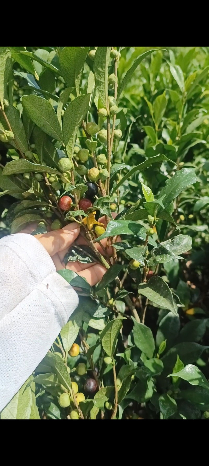 正宗白花牛奶根干货，统货阳枝5厘米以下香味浓郁
