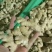 生姜,电商货,加工厂姜,水洗姜,风干姜,沙土姜代存入库