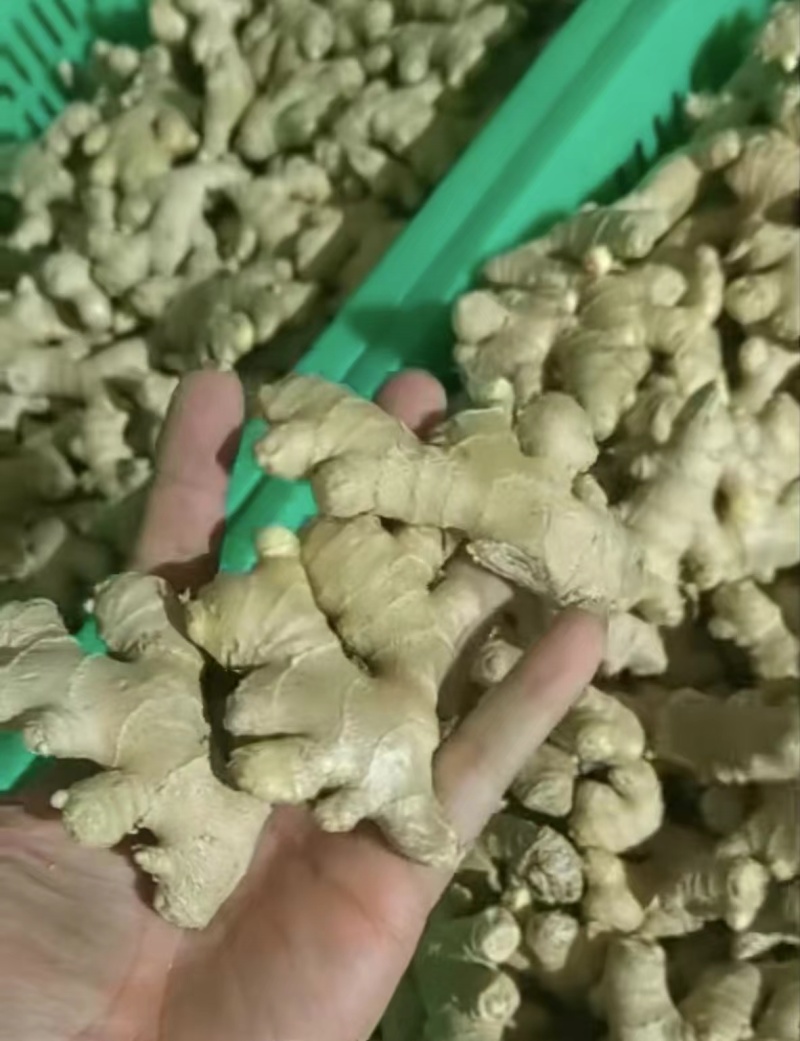 生姜，电商货，加工厂姜，水洗姜，风干姜，沙土姜代存入库