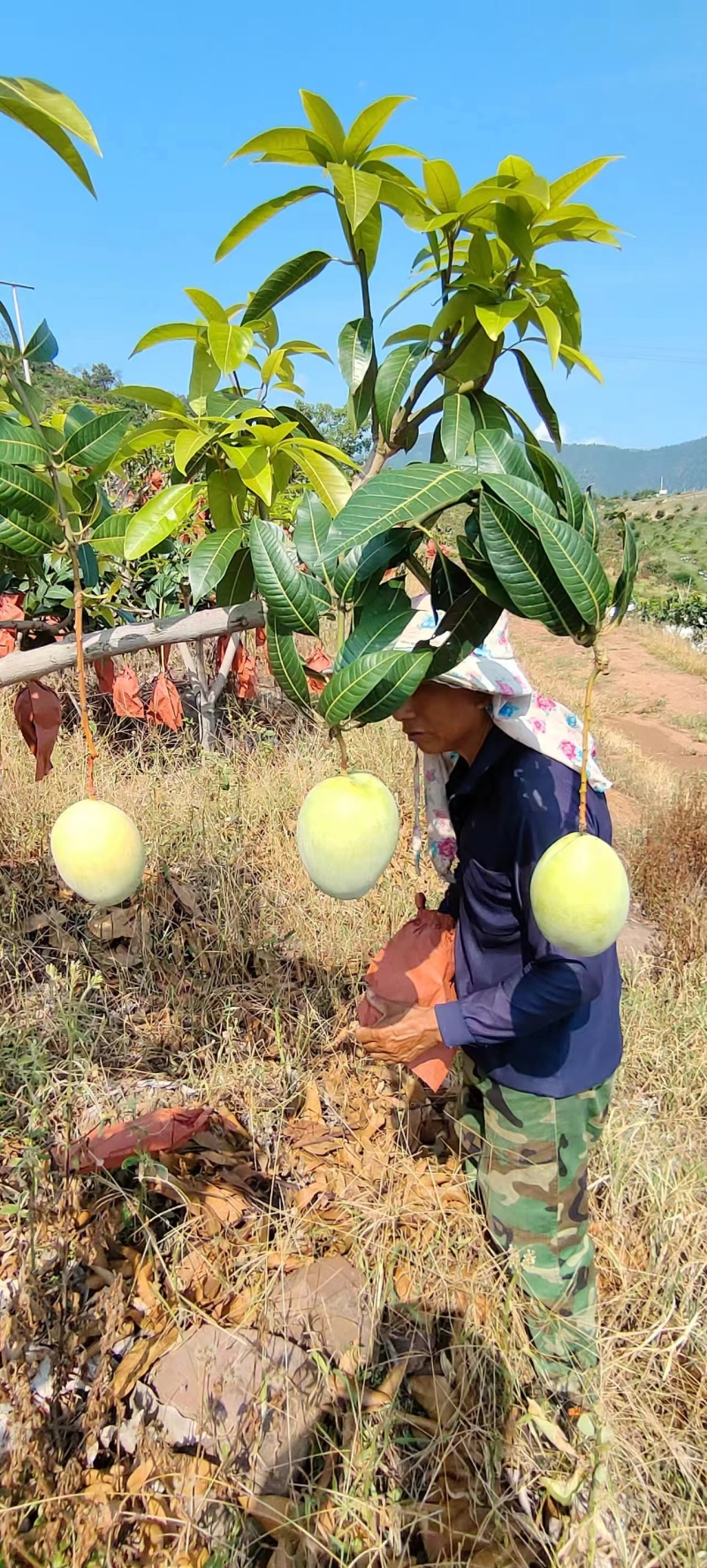 黄袋凯特四川攀枝花黄凯特