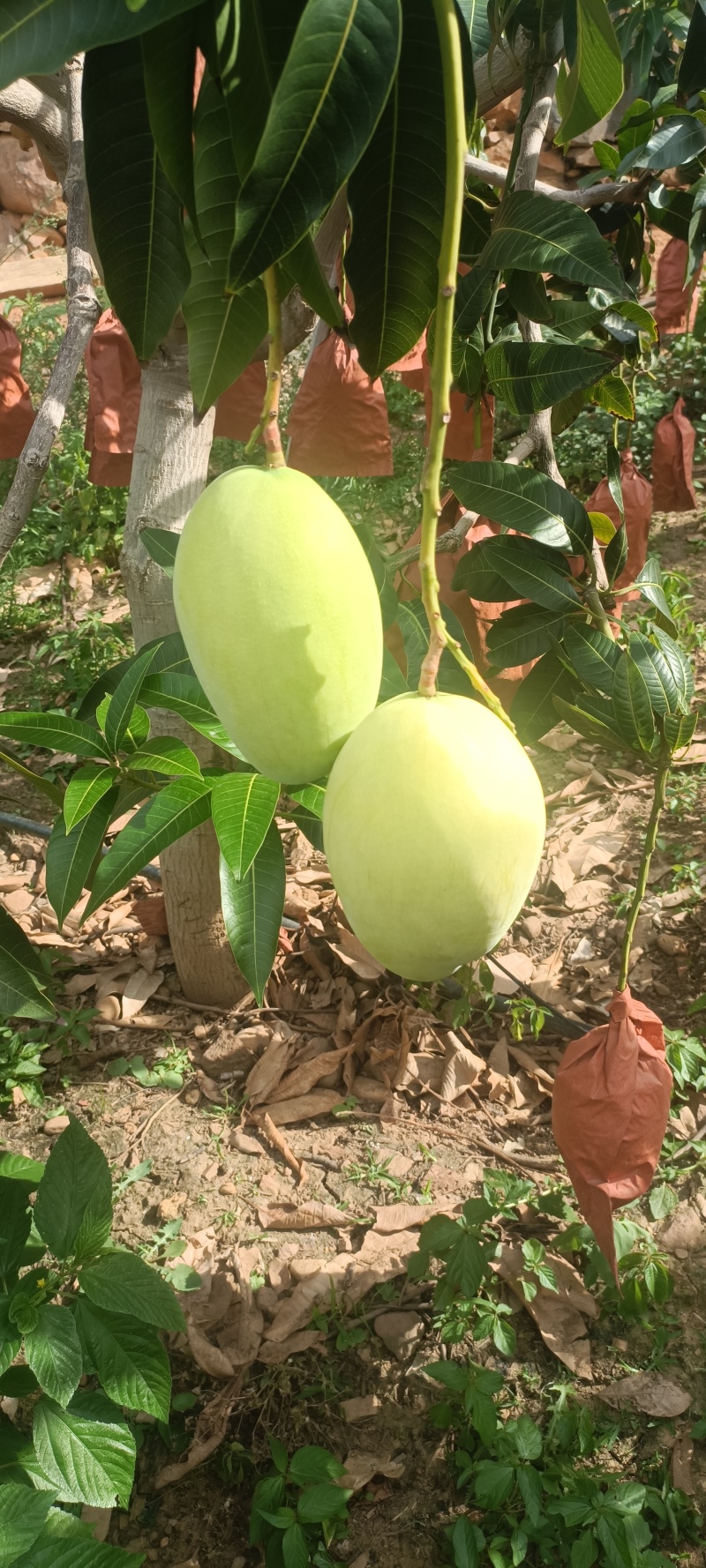 黄袋凯特四川攀枝花黄凯特