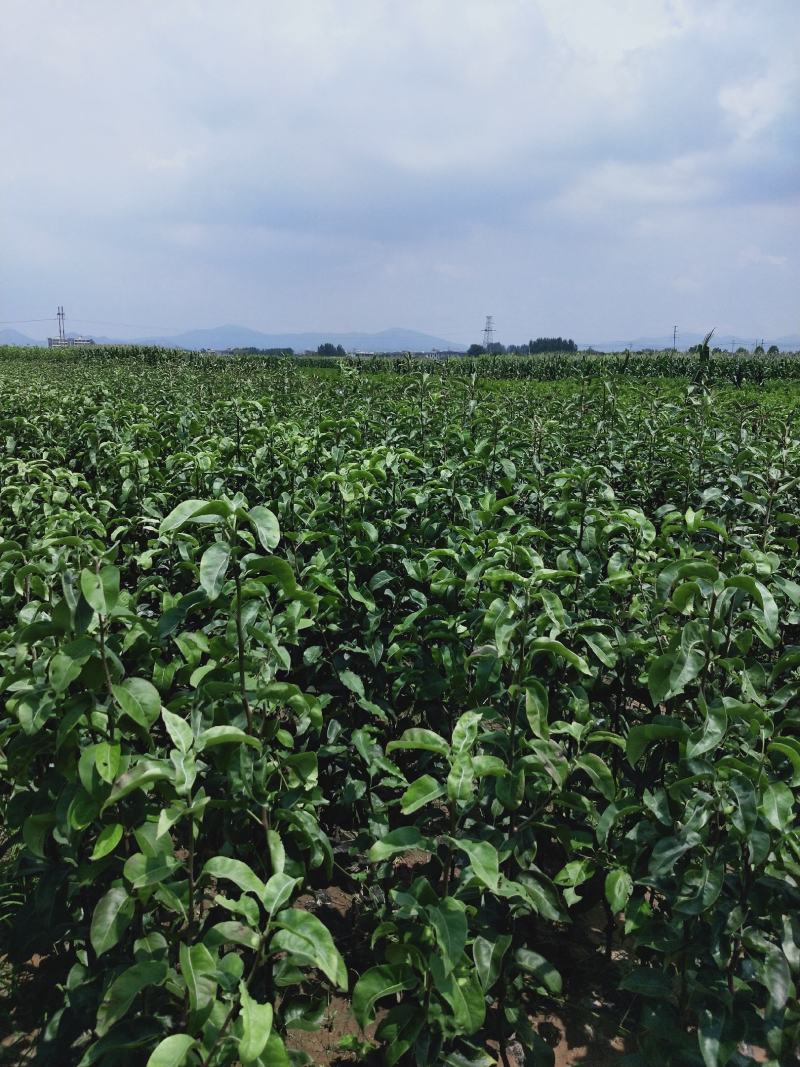 山东【精品梨树苗】种植基地直发根系发达现挖现发
