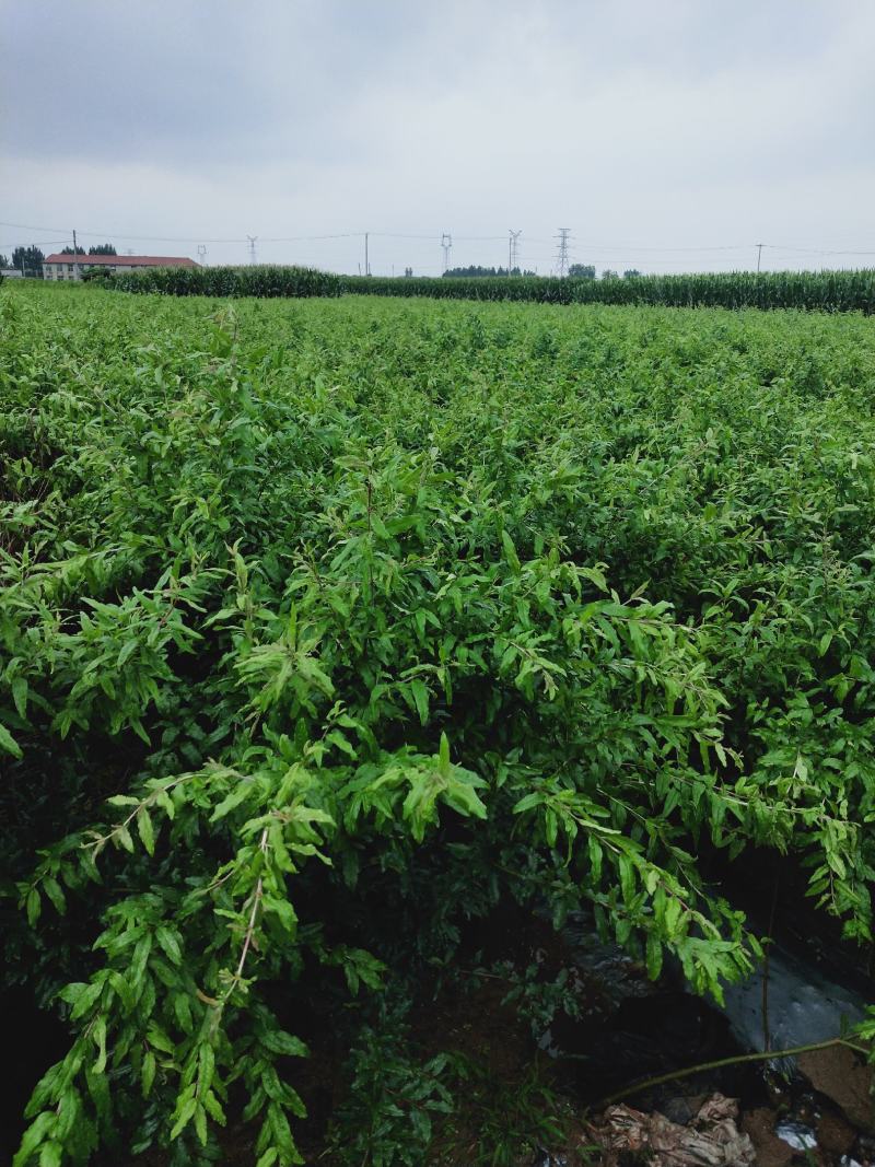 突尼斯软籽石榴苗，种植基地直发根系发达，品质保证石榴树