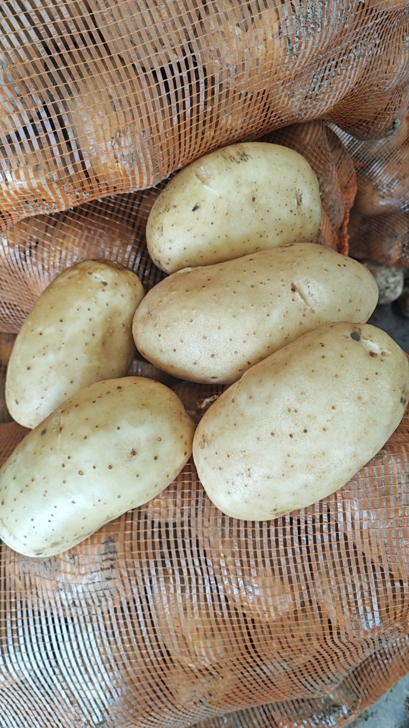 辽宁凌海实验一号土豆大量上市，产地直发保质保量，量大优惠