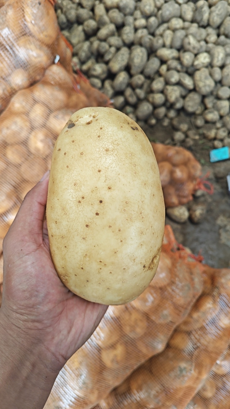 辽宁凌海实验一号土豆大量上市，产地直发保质保量，量大优惠