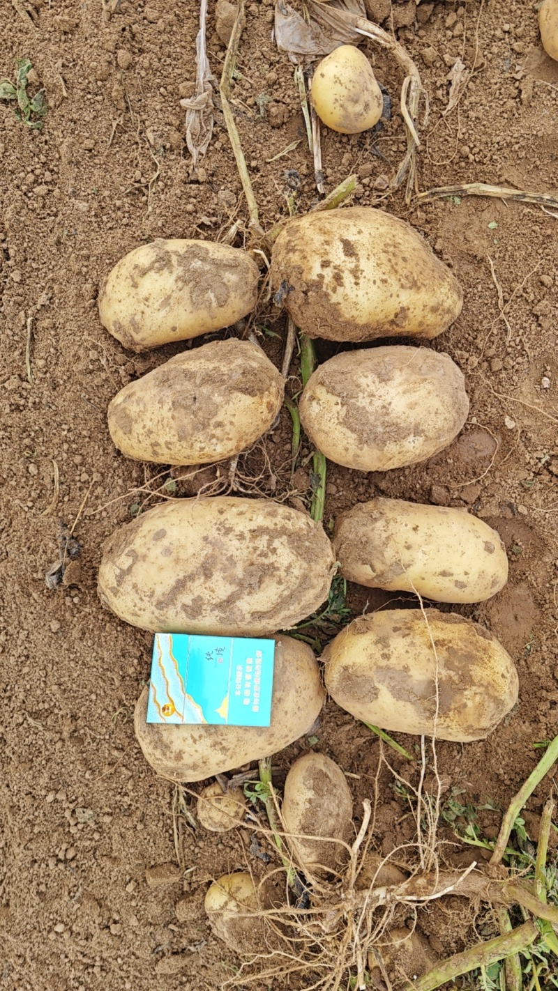 辽宁凌海实验一号土豆大量上市，产地直发保质保量，量大优惠