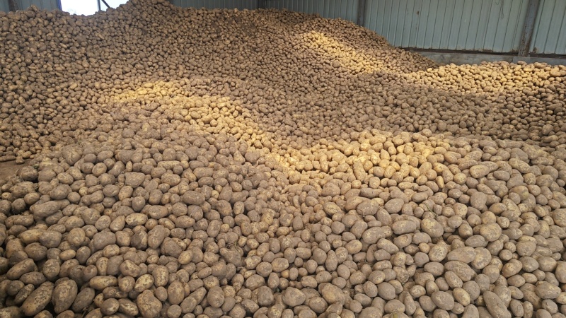 辽宁凌海实验一号土豆大量上市，产地直发保质保量，量大优惠