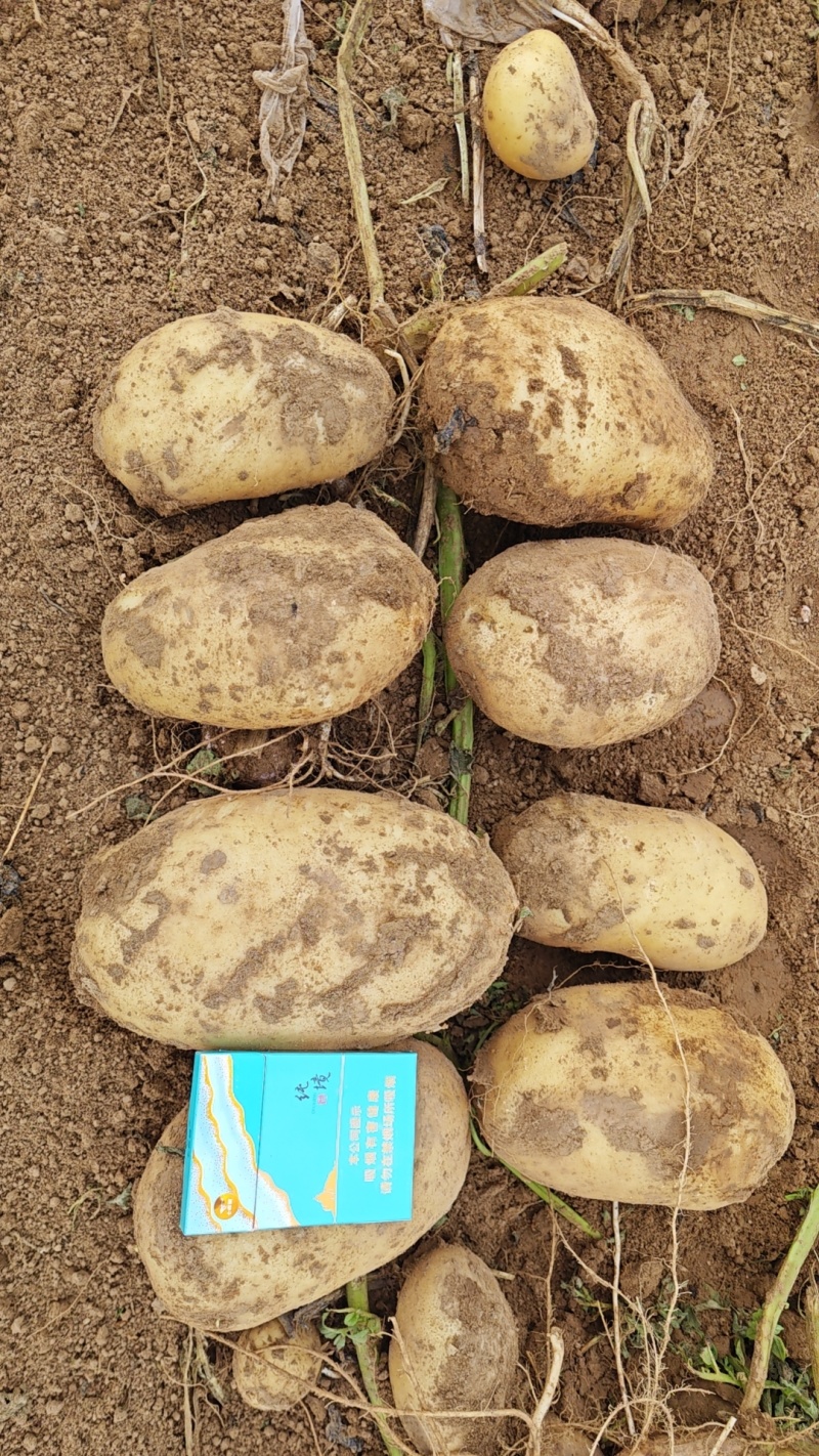 辽宁凌海实验一号土豆大量上市，产地直发保质保量，量大优惠