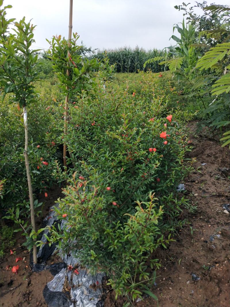 突尼斯软籽石榴苗，种植基地直发根系发达，品质保证石榴树