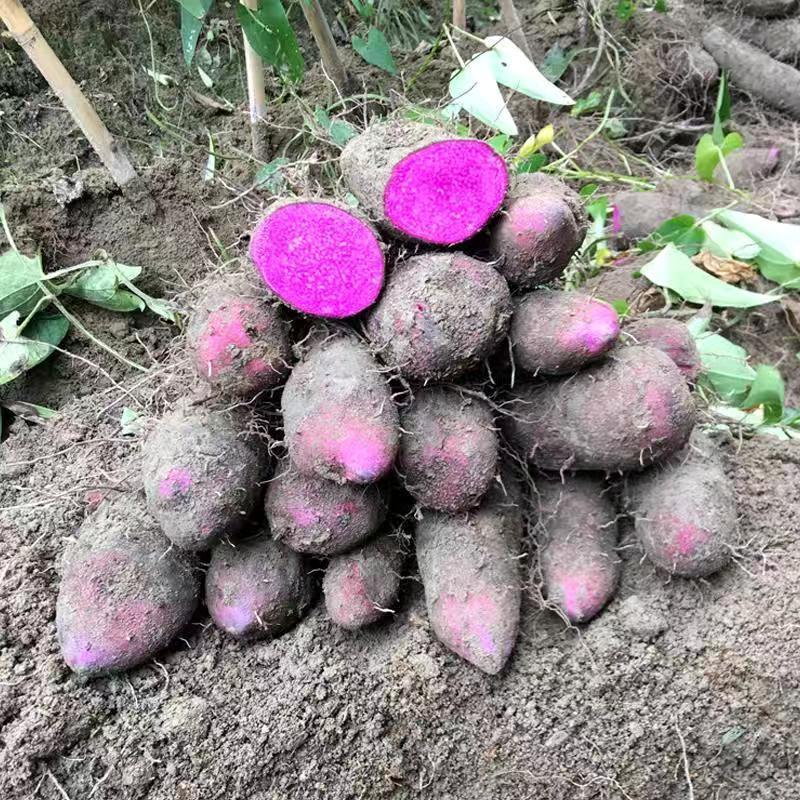 中介2毛，赣州安运紫山药