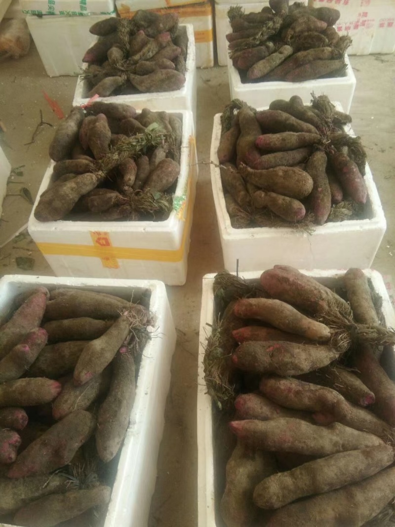 中介2毛，赣州安运紫山药