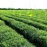 山东日照绿茶2024年头春新茶散装正宗绿茶明前包邮板栗香