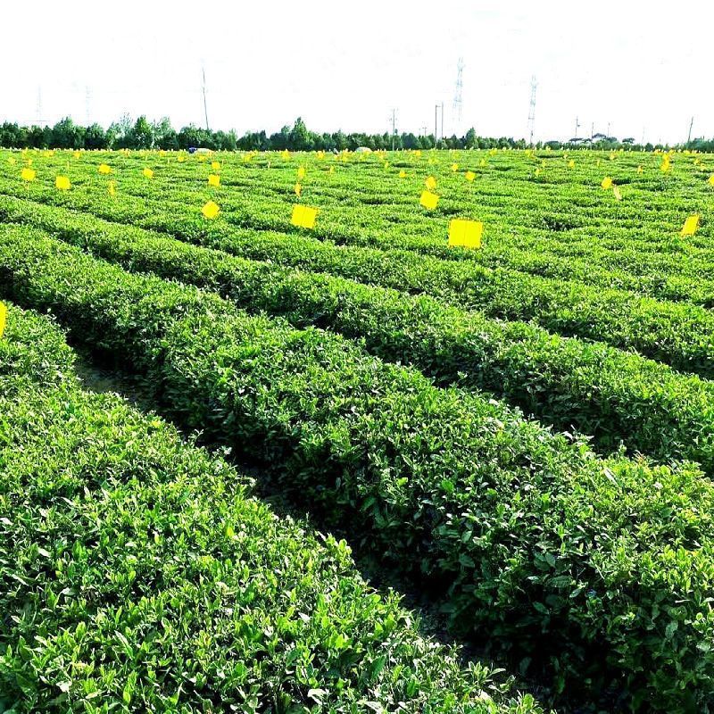 山东日照绿茶2024年头春新茶散装正宗绿茶明前包邮板栗香