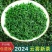 绿茶2024新茶正宗浓香型高山云雾绿茶特香高档茶叶