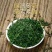 绿茶2024新茶正宗浓香型高山云雾绿茶特香高档茶叶