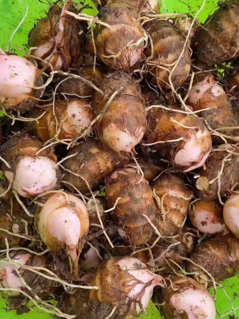 浙江台州红牙芋头现挖现发农家种植小芋头芋艿支持一件代发品