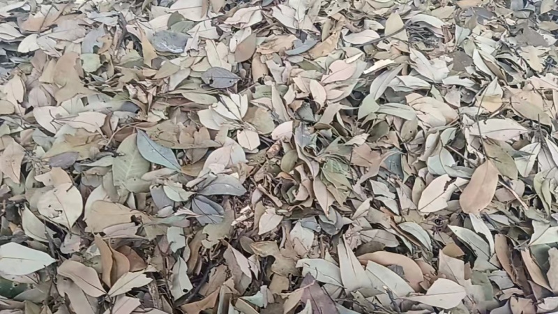 四川野生老鹰茶纯手工老鹰茶保健茶茶叶火锅店用四川特产