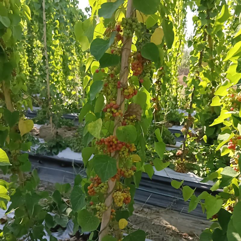 粉防已鲜货果子，粉防已种子