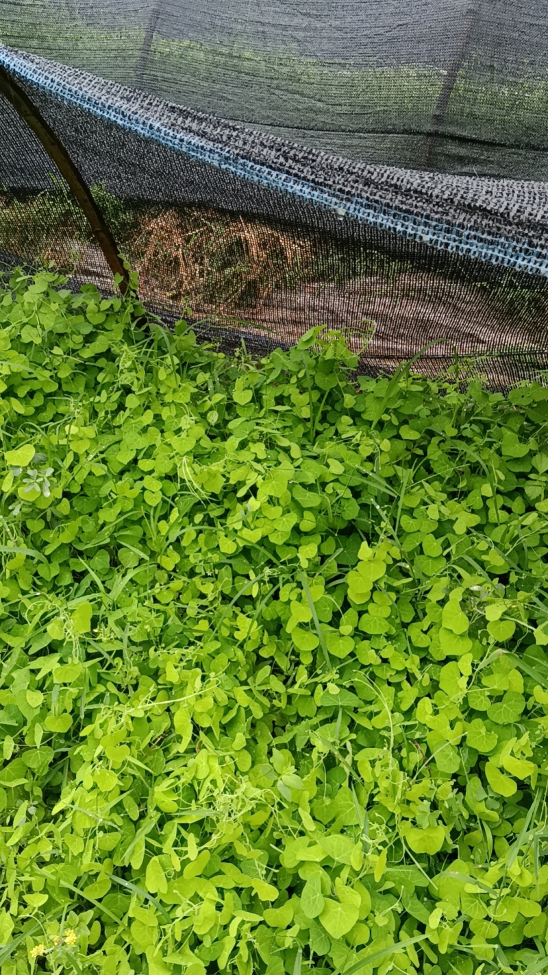 粉防已鲜货果子，粉防已种子