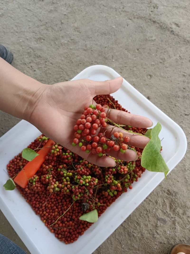 粉防已鲜货果子，粉防已种子