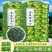 高级绿茶2024新茶云雾绿茶浓香型茶叶独立包装高档礼盒装