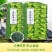 高级绿茶2024新茶云雾绿茶浓香型茶叶独立包装高档礼盒装