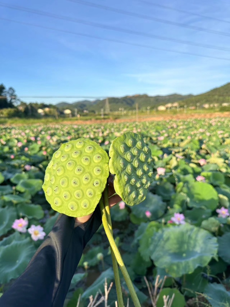 精品水果莲蓬可以一件