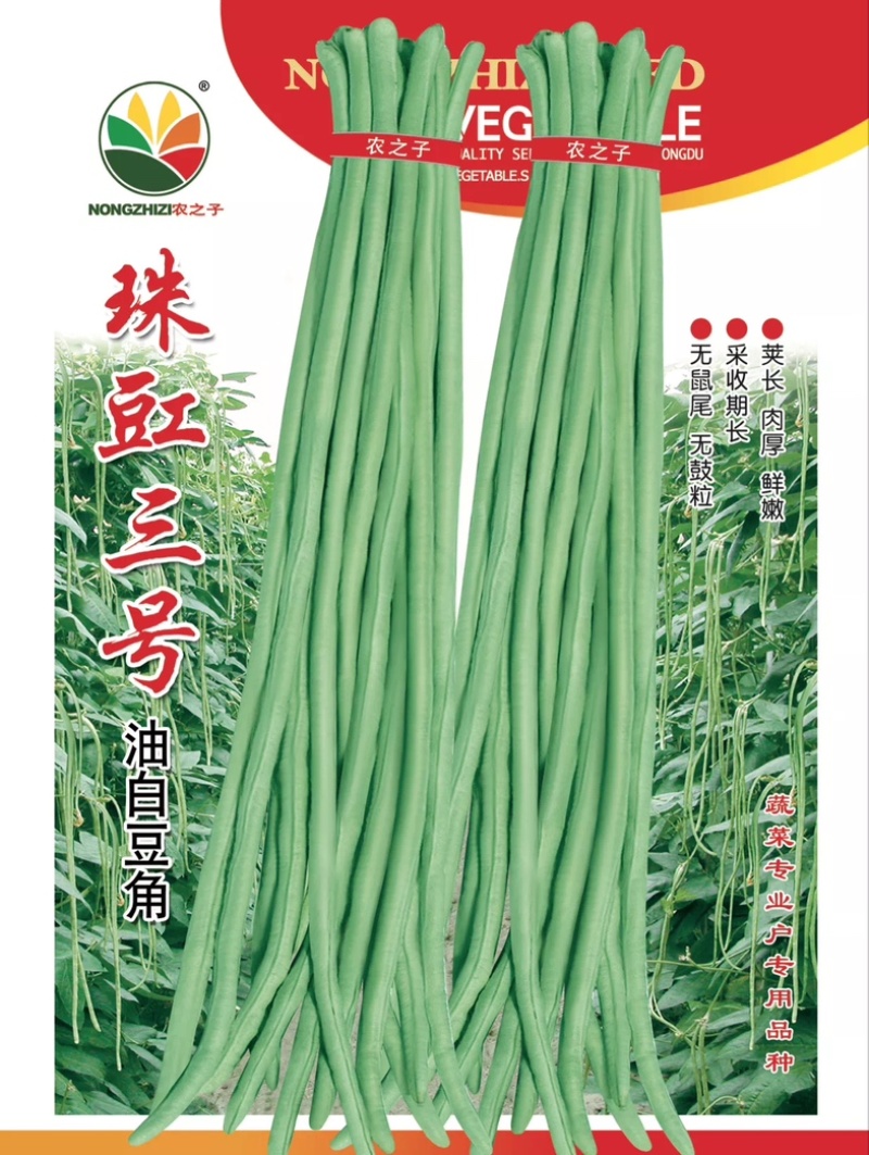 长豆角珠豇三号油白豆角豇豆肉厚鲜嫩商品性好采收期长春夏