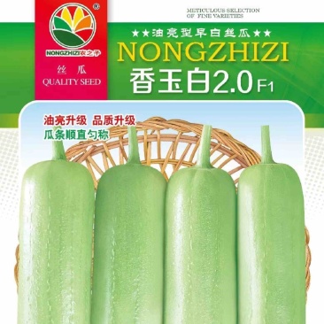 白关丝瓜香玉白丝瓜短棒油亮肉丝瓜种子基地专用春夏秋