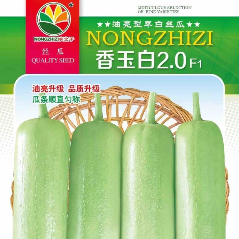 白关丝瓜香玉白丝瓜短棒油亮肉丝瓜种子基地专用春夏秋