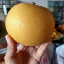 精品秋月，产地直供，货源充足，欢迎下单，合作全国各地市场