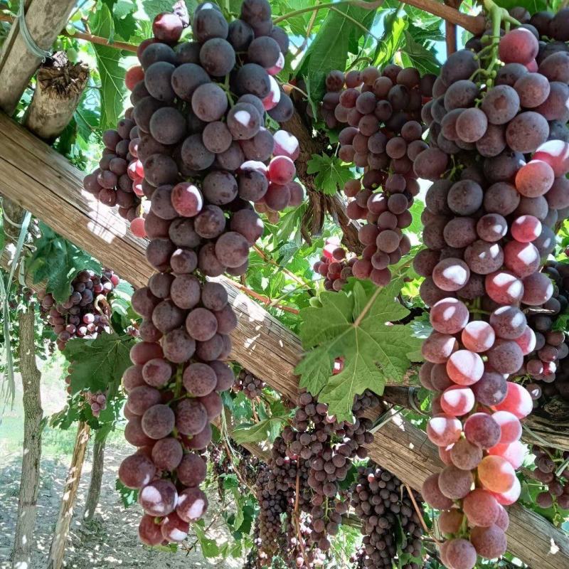 托县郝家窑玫瑰香葡萄种植有200年的历史。