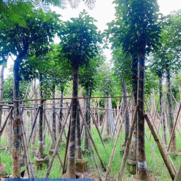 光杆秋枫8～18公分产地直发规格齐全质量保证