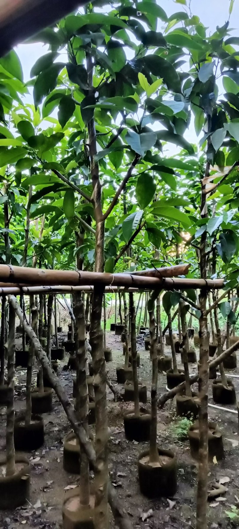 白玉兰5～20公分产地直发规格齐全质量保证